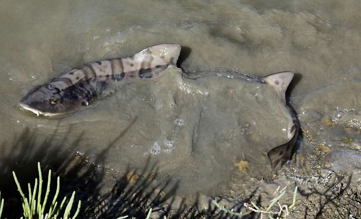 A three foot long leopard shark close to death trashes around in the mud in a Redwood Shores slough in Redwood City CA. Lorenzo Fernandez age 13 and his mother Catherine Greer located a dozen sharks dead or dying on Monday and returned to see the animals Thursday, April 21, 2011.