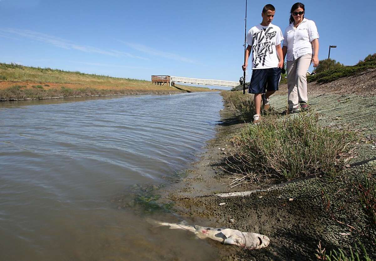 Catherine Greer and her son Lorenzo Fernandez age 13 return to the banks of a slough in Redwood Shores development in Redwood City CA, to locate a dozen leopard sharks that are dead or dying Thursday, April 21, 2011