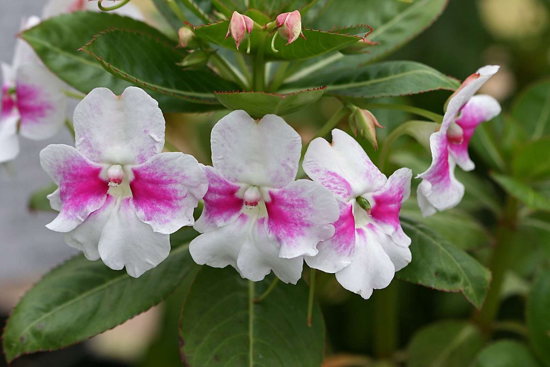 Impatiens sodenii the ideal shrub for shady spots