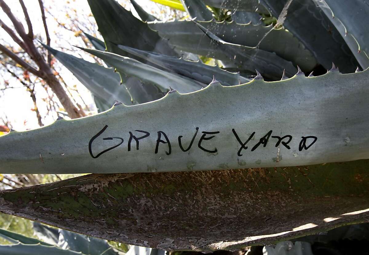 On a large cactus plant, someone had written "Graveyard" in Glen Cove park. The Ohlone tribe and other Native American groups are protesting a Vallejo, Calif. park department plan to develop Glen Cove park, where they say an old burial ground and shell mound contain the remains of their ancestors Wednesday April 13, 2011.