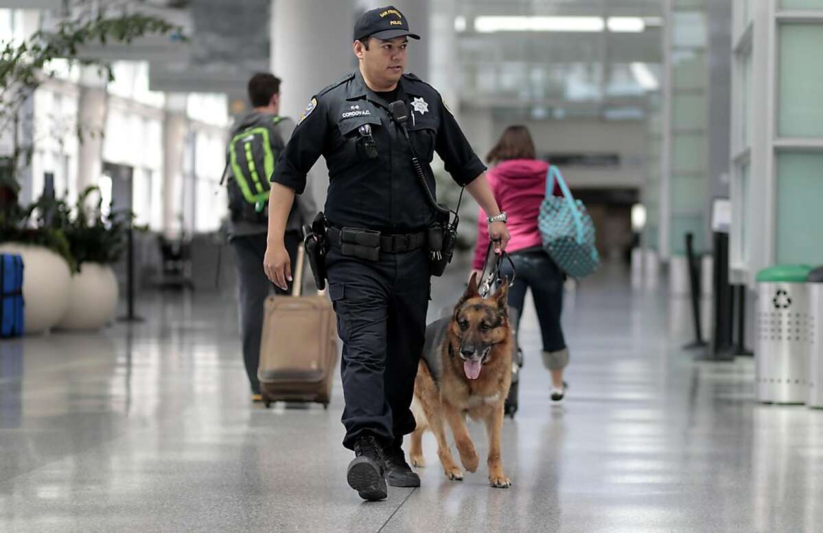 San Francisco Police Officer Carlos Cordova, with the K-9 division walks the bomb sniffing dog, Fax, 7 years old, through the International Terminal at San Francisco International Airport, Tuesday April 12, 2011, in San Francisco, Calif.