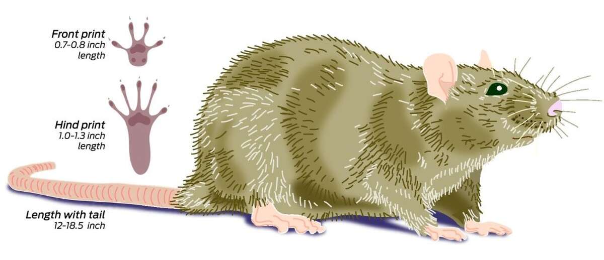 How to get rid of rats