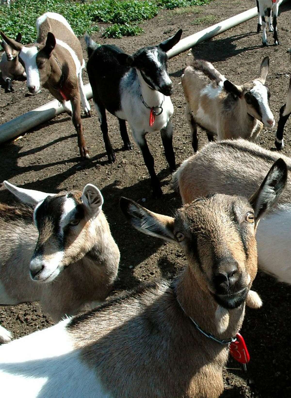 Harley Farms Goat Dairy in Pescadero, CA.