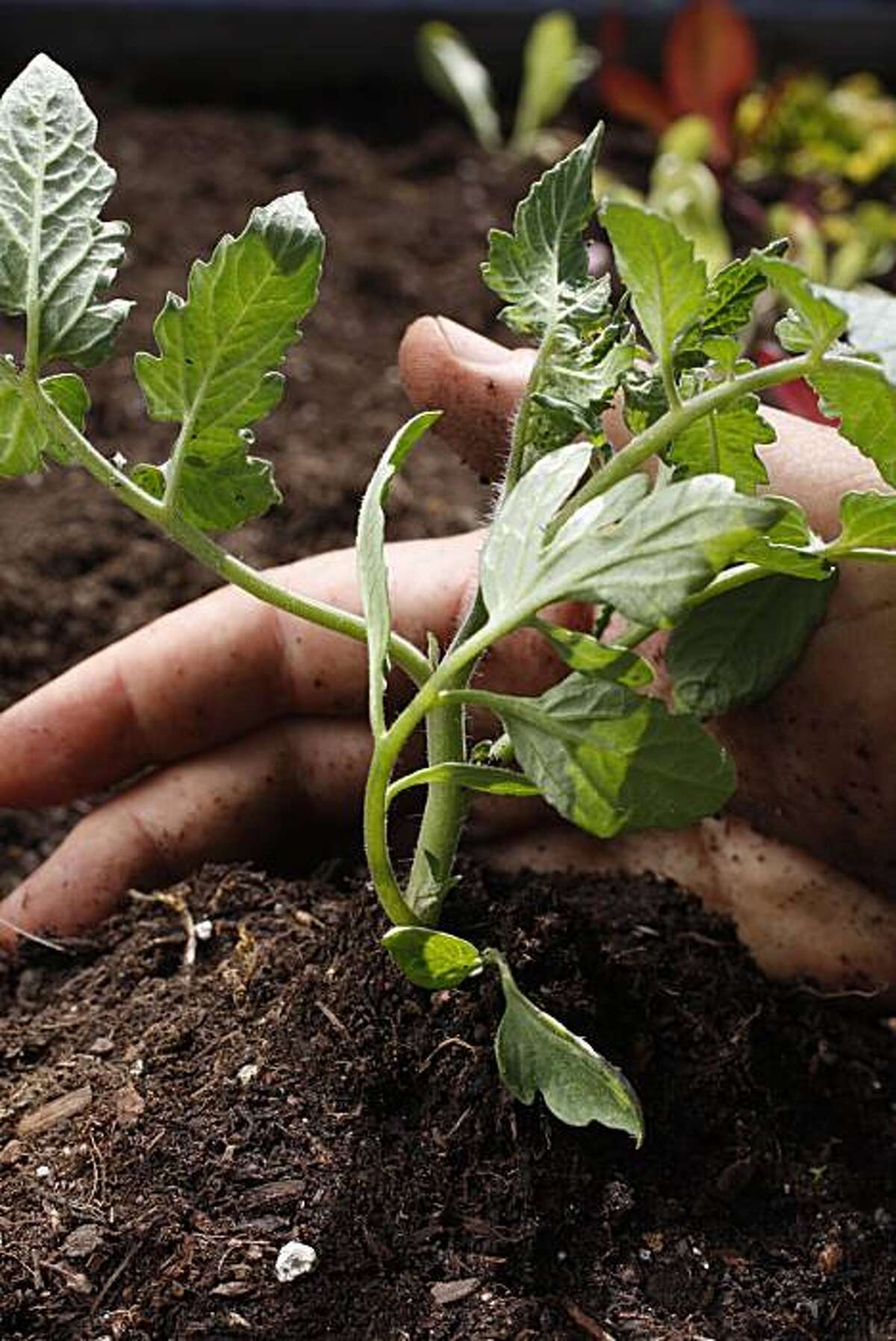 April garden essentials