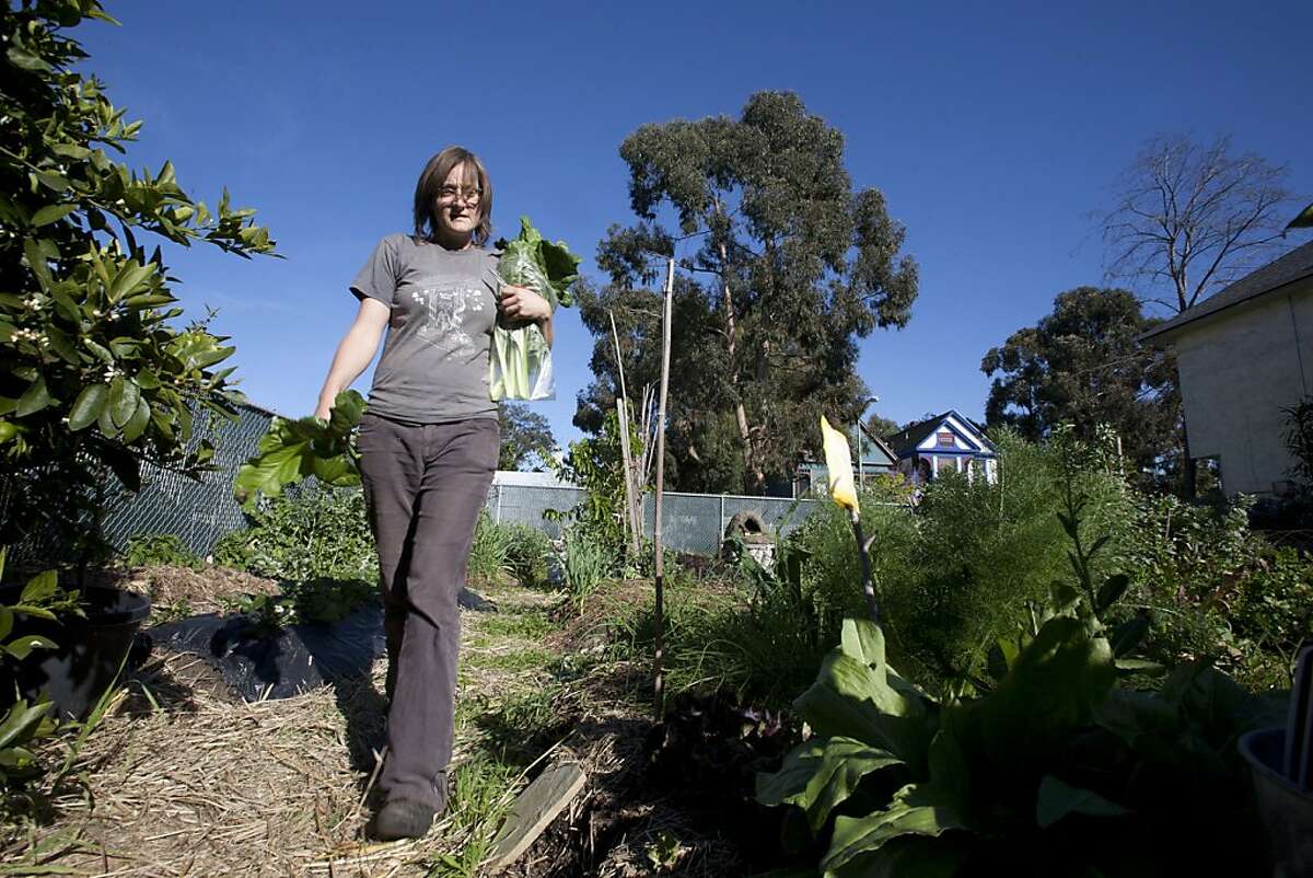 Author, farmer and Ghost Town Farm blogger, Novella Carpenter picks Italian Swiss Chard and Dino Kale in her backyard farm in Oakland, Calif. on Wednesday, March 30, 2011. Carpenter, cancelled her usual Wednesday Farmstand after Oakland City officials closed her down Tuesday stating that she needed a Conditional Use Permit for growing vegetables for $2500 in addition to the $2500 fine for noncompliance. Kat Wade / Special to the Chronicle