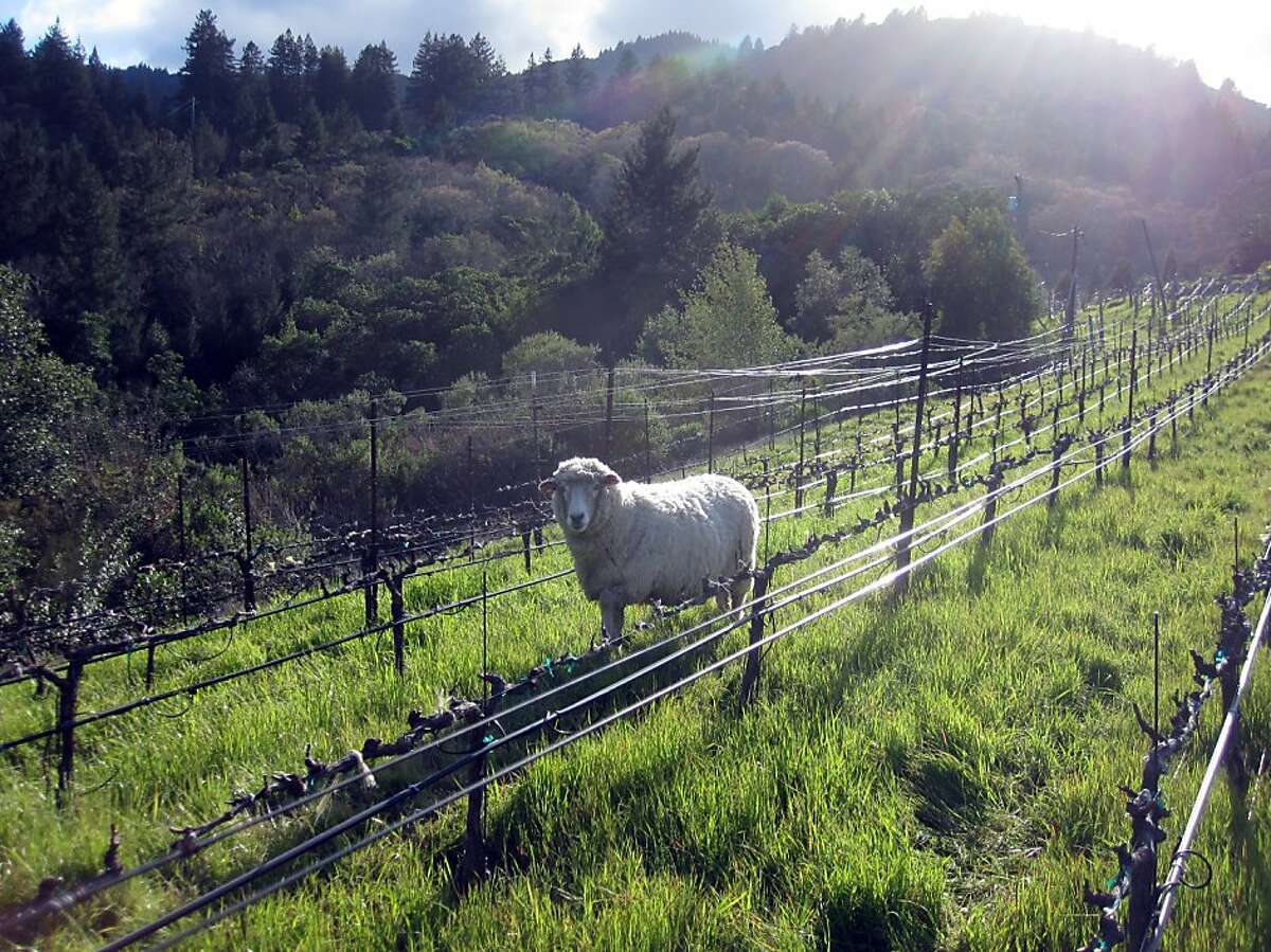 This is a photo of the sheep on Tom Meadowcroft's Mt. Veeder vineyard, Meadowcroft Wines, taken on March 19, 2011.
