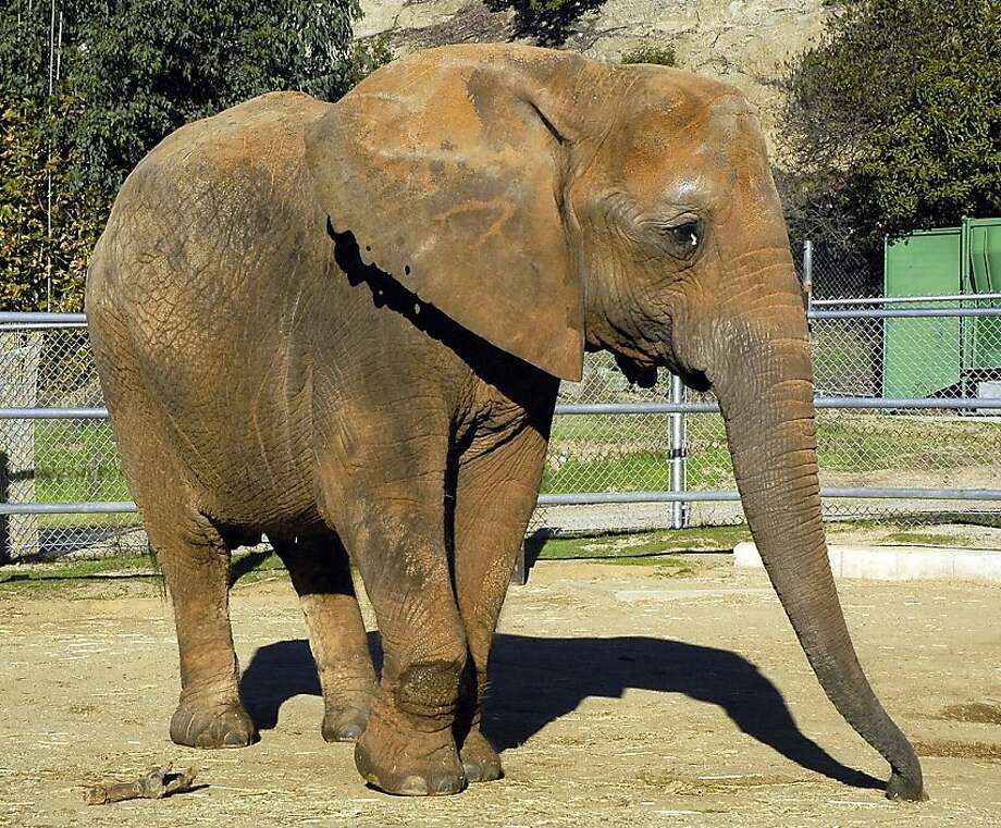 Ruby, African elephant from Los Angeles Zoo, dies SFGate