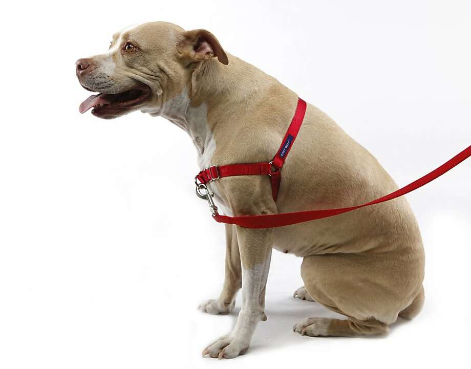 good dog collar