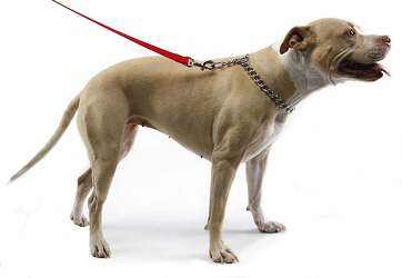 choke chain style collar leash