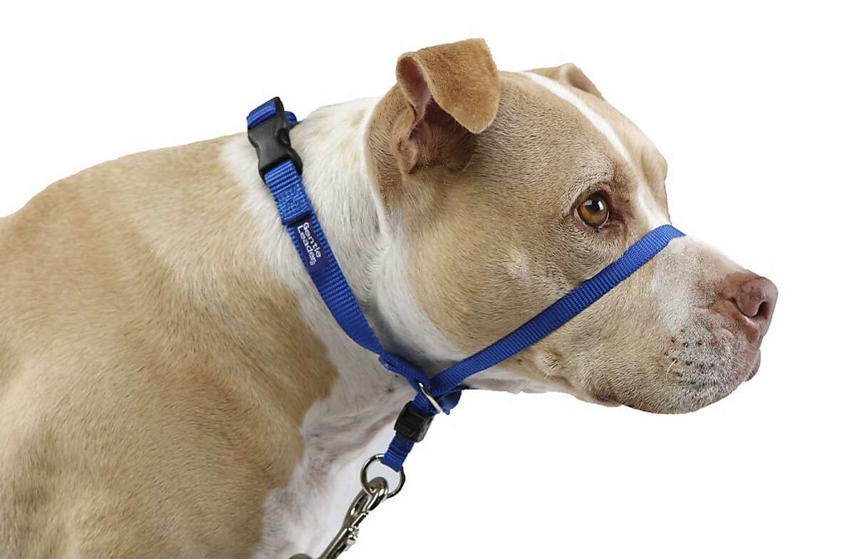 bad dog collars
