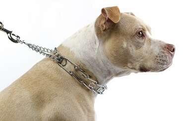 choke chain style collar leash