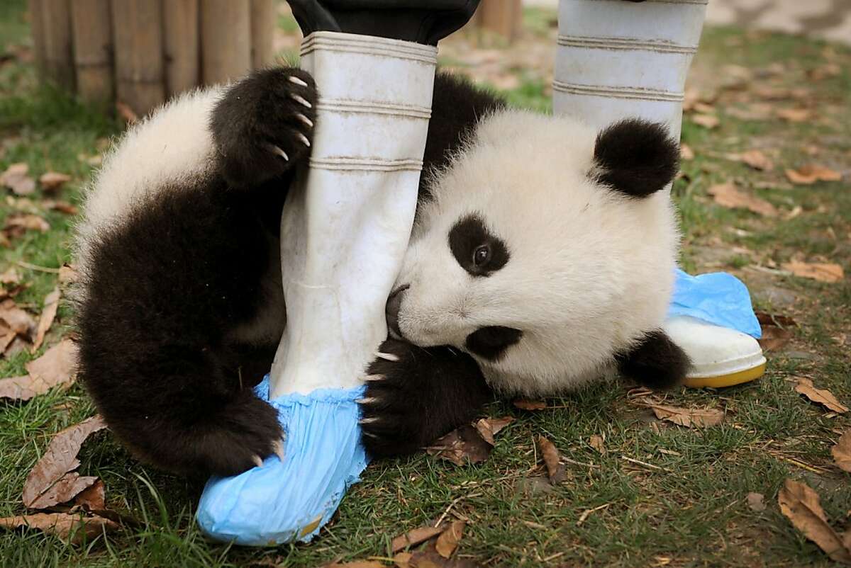 A giant panda cub plays with the boots of her feeder at the enclosure at the Giant Panda Research and Conservation Centre in Chengdu, in southwest China's Sichuan province on March 25, 2011. There are only 1,590 remaining in the wild, mostly in Sichuan, Shaanxi and Gansu provinces, as another 290 are in captive-bred programmes worldwide, mainly in China, according to official reports.