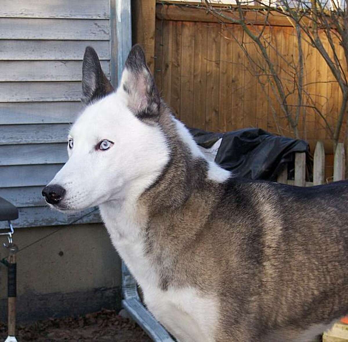 retired sled dogs