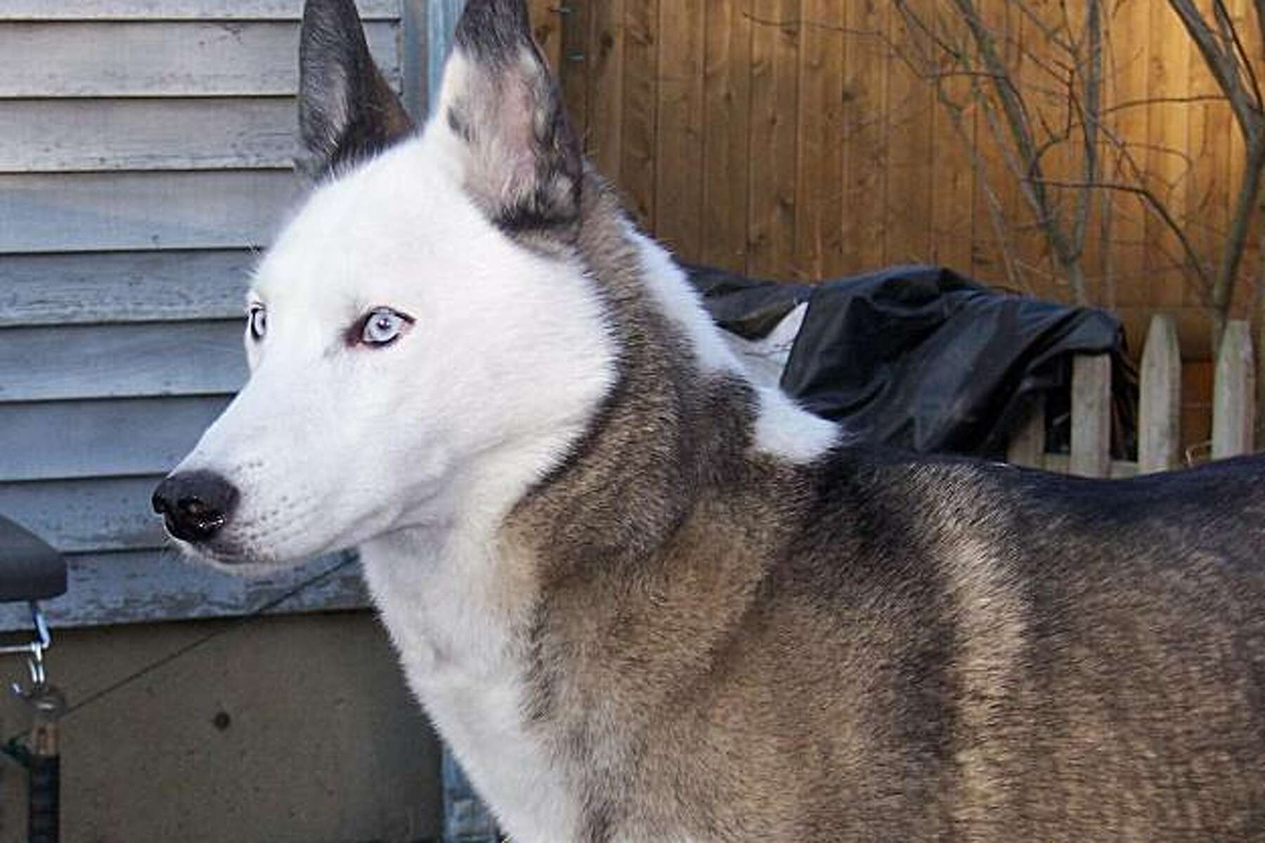 how long do sled dogs work and how do they retire