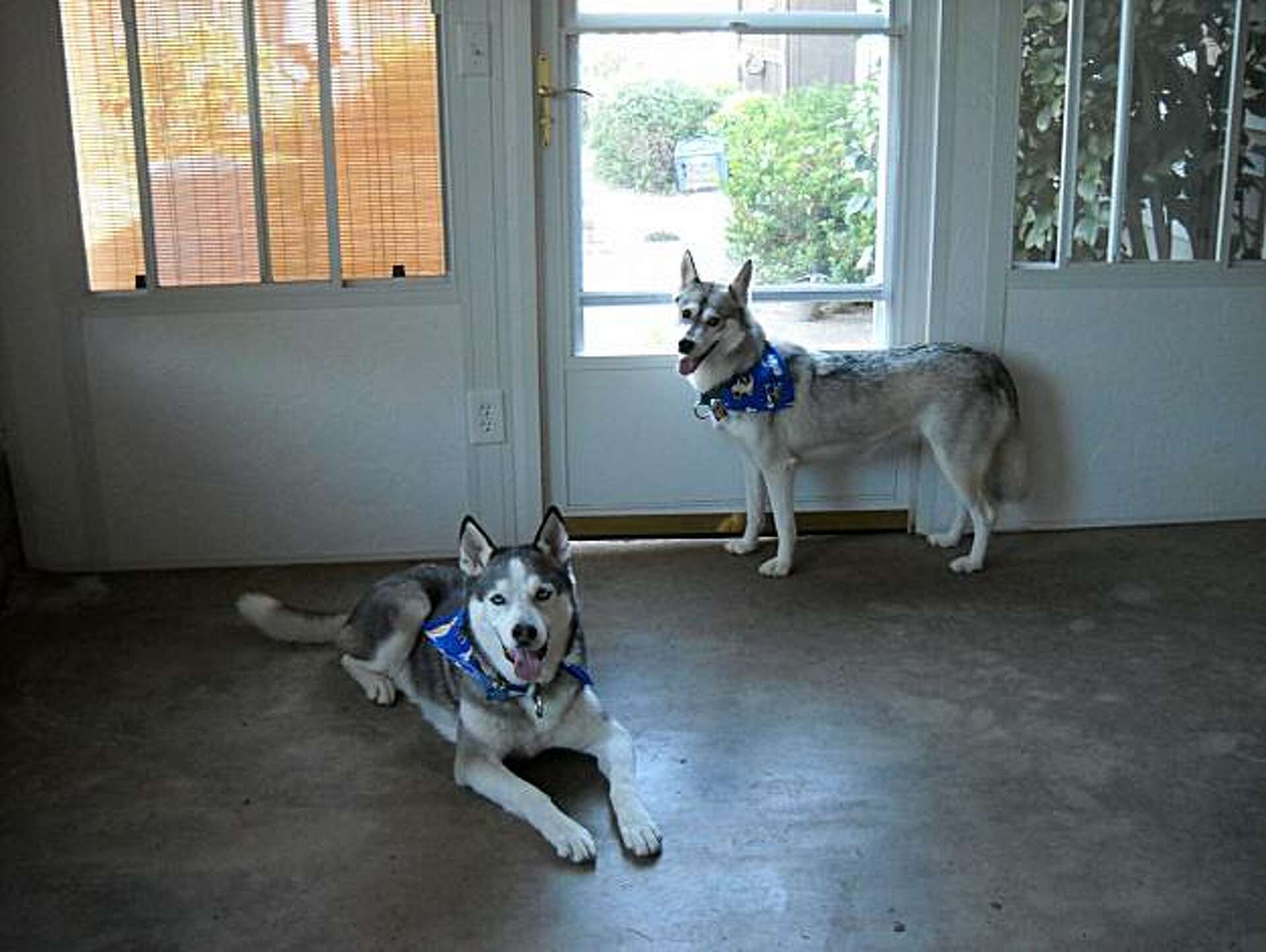 Lessons from a sled dog massacre