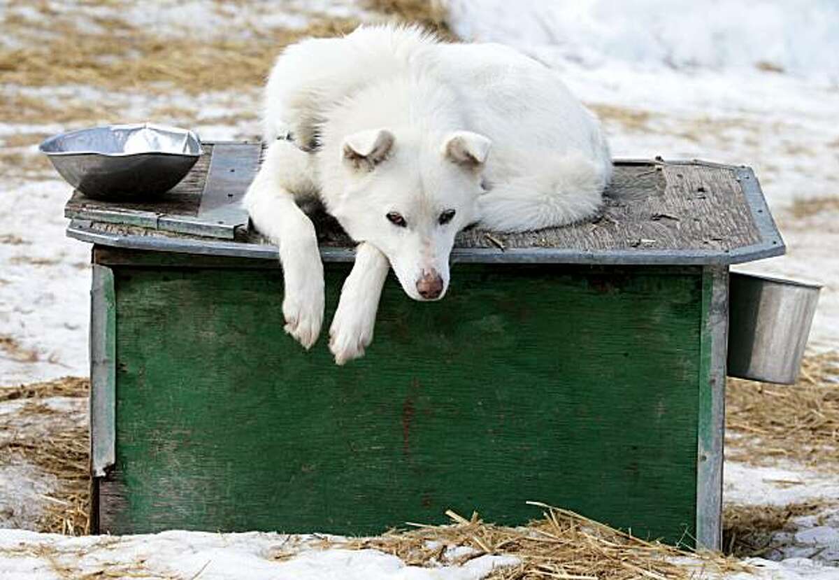 Lessons from a sled dog massacre