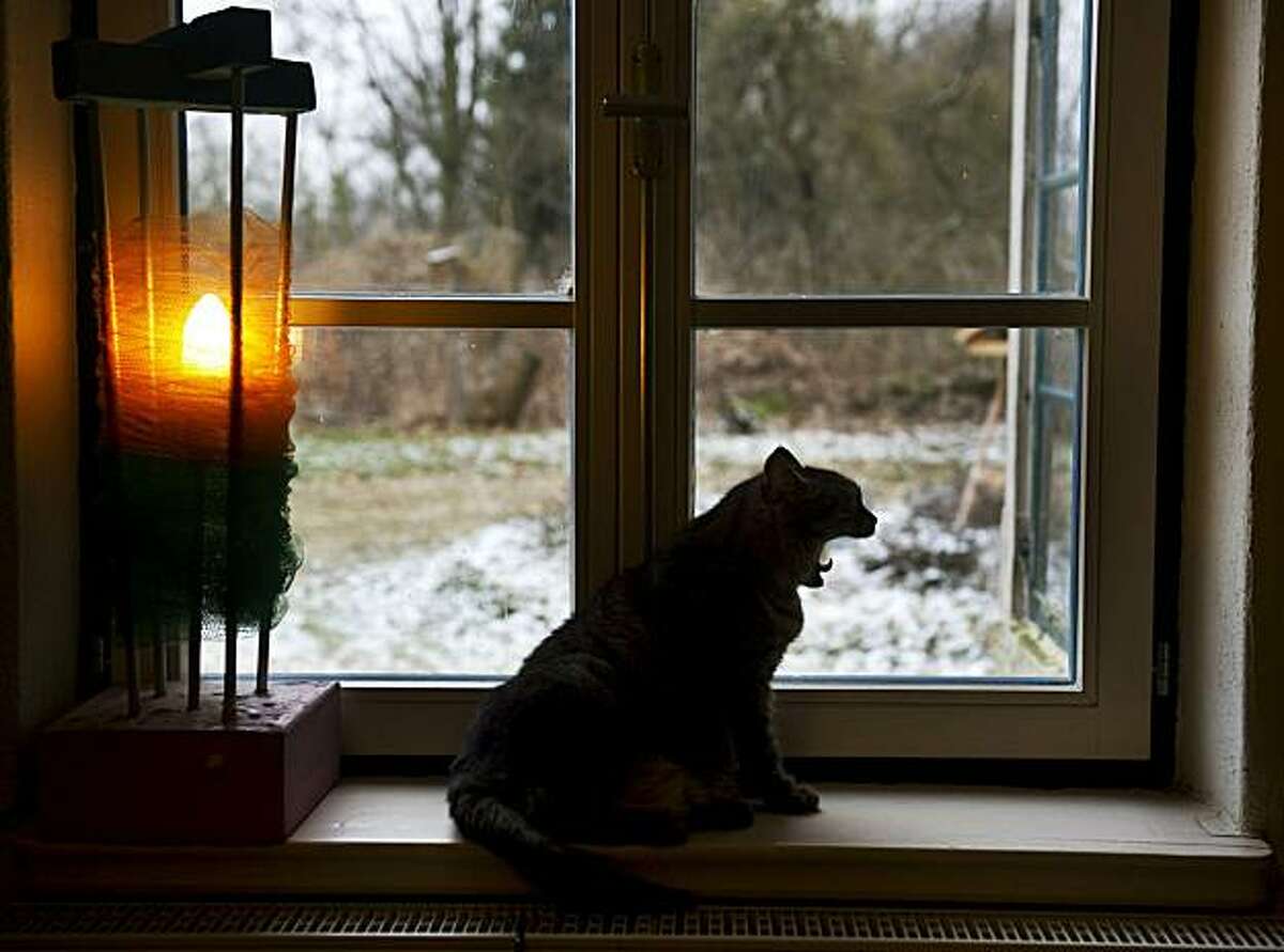 Подхожу к окну и вечер. Кошка на окне. Котик на подоконнике. Кошка на подоконнике. Кошки на окошке.