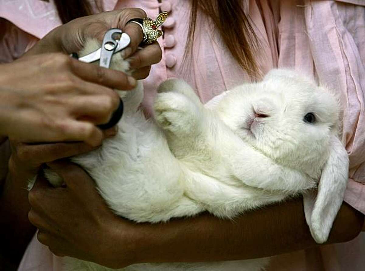 стригут ли кроликам когти