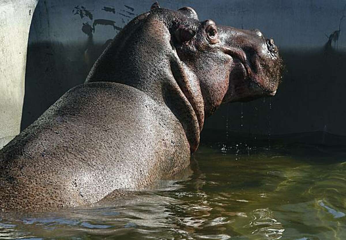 An 8-year-old male hippopotamus emerges from the pool in his new home at the San Francisco Zoo on Friday. The 3,700 pound hippo from the Topeka Zoo occupies the recently renovated enclosure that was home to the zoo's beloved Puddles and Cuddles until their deaths a few years ago. Zoo officials plan to auction off naming rights at its annual Zoo Fest fundraiser.