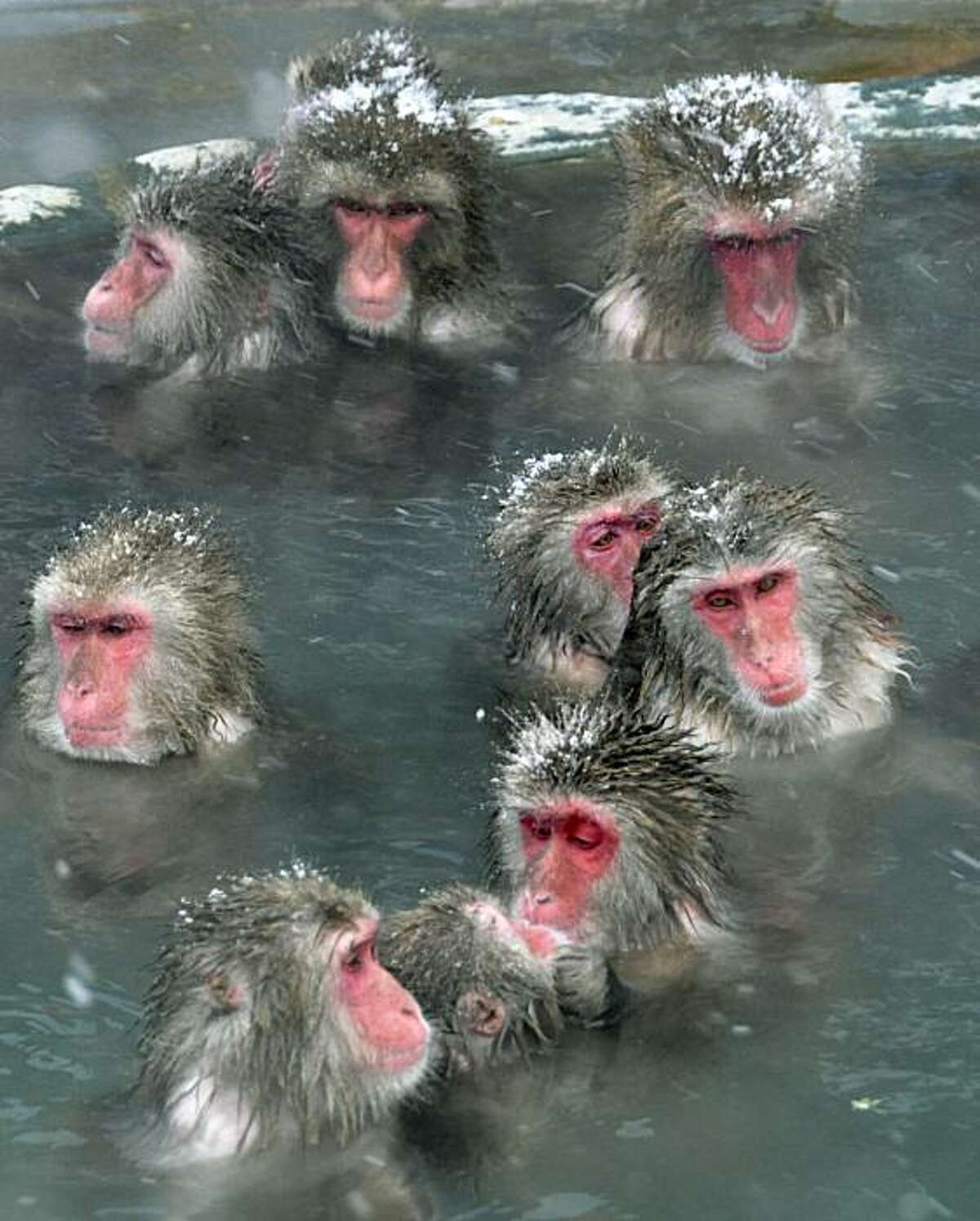 обезьяна в японии в воде