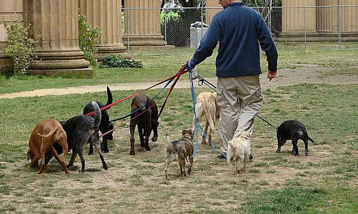 how do dog walkers walk multiple dogs