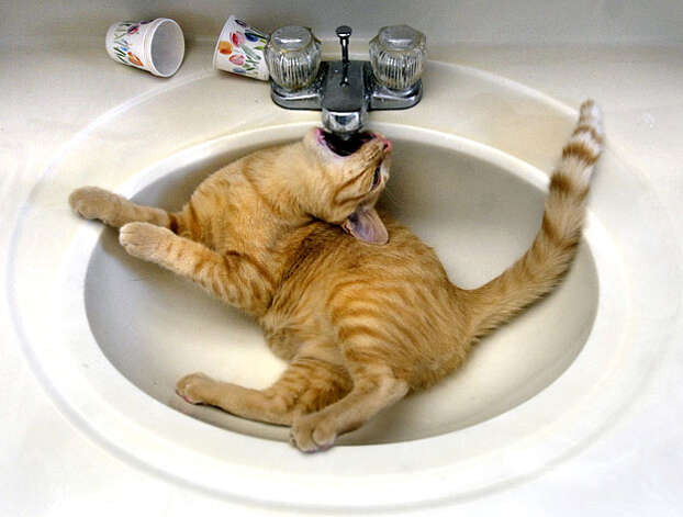 A House Cat Named Taz Tries To Get A Drink From A Dripping