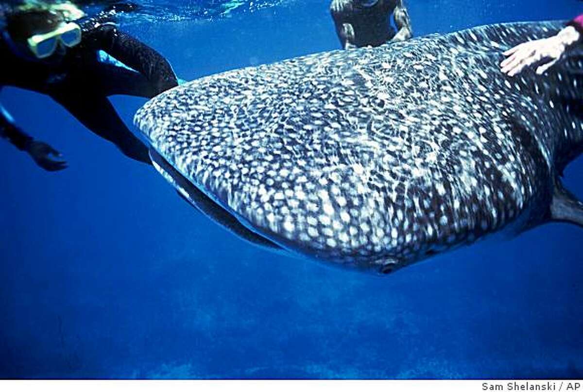 -A young 20-foot whale shark interacts with divers off the coast of Belize, in this photo taken in May 1995. Little is known about these gentle giants, the largest fish in the ocean. Hardly a terrifying creature, this animal has no teeth to speak of and is covered in polka dots. (AP Photo/Sam Shelanski)