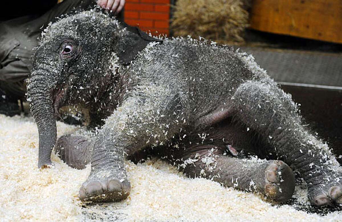 Elephant baby Jamuna Toni plays in sawdust with her minder at Tierpark Hellabrunn zoo in Munich, on January 15, 2010. The baby is bottlefed as her mother refused to take care of her.