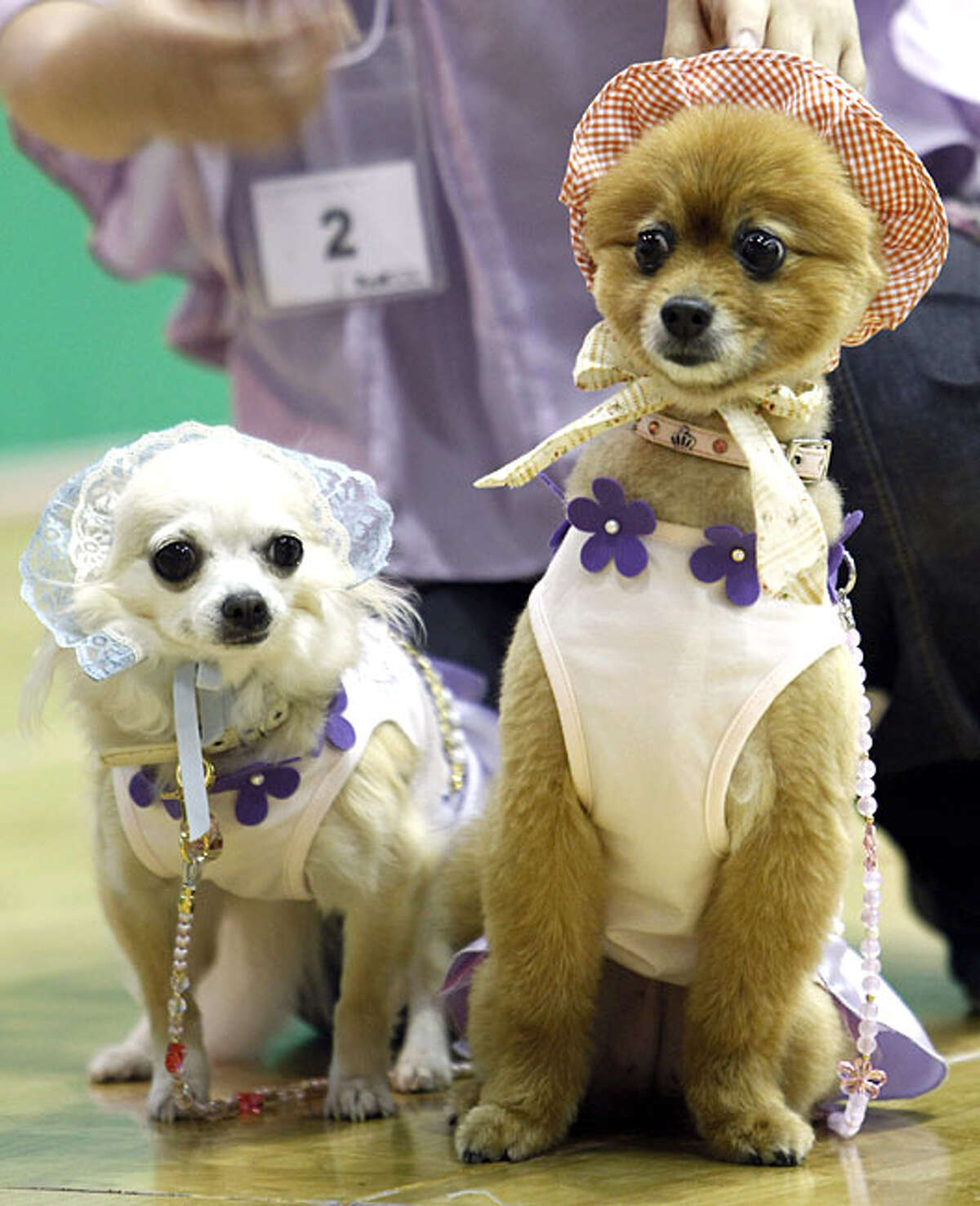 Chihuahua "Roze," left, and toy poodle "Monaka" pose for pictures at pet show in Makuhari, near Tokyo, Sunday, May 2, 2010.