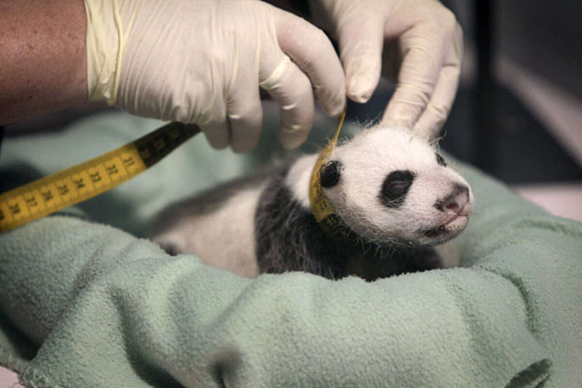 Родившийся детеныш панды. Ясли для панд. Рождение панды. Новорожденные панды. Панда с детёнышем.
