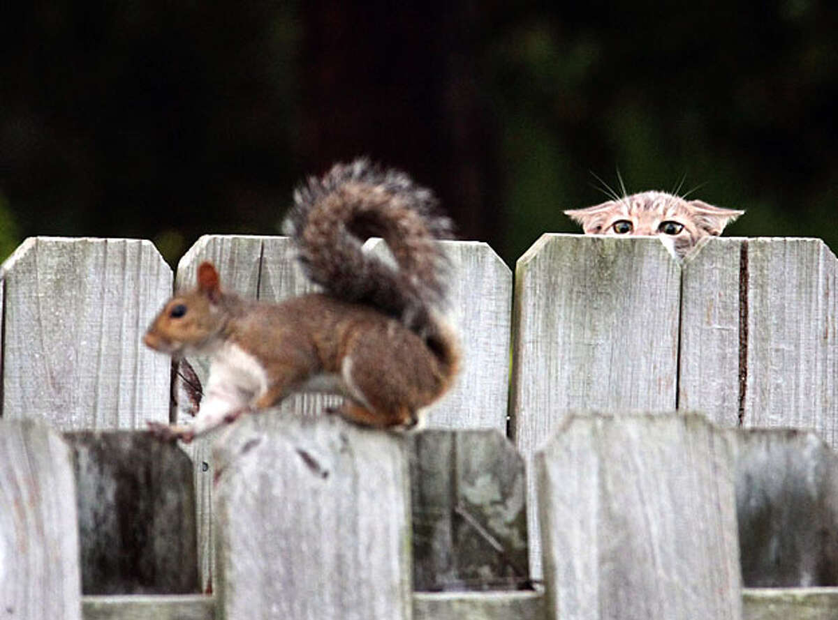 A cat eyes a squirrel as it makes it's way along a fence in Ormond Beach Fla., Wednesday morning, September 8, 2010. Cat and squirrel parted without incident.