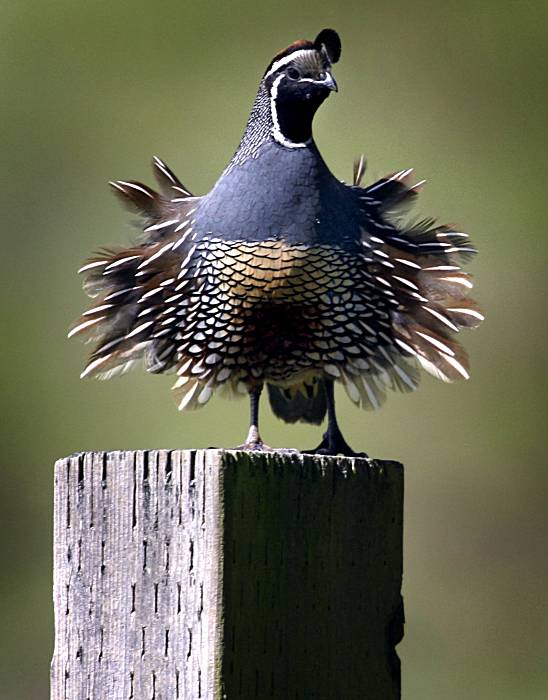 Planting to support California quail in yards