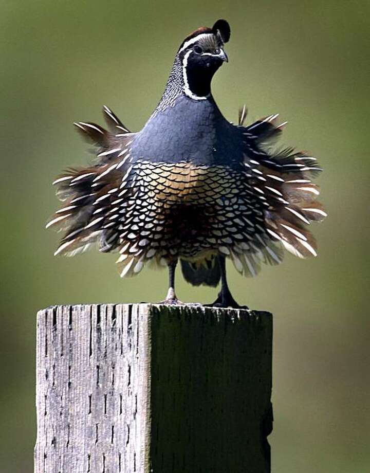 Image result for california quail