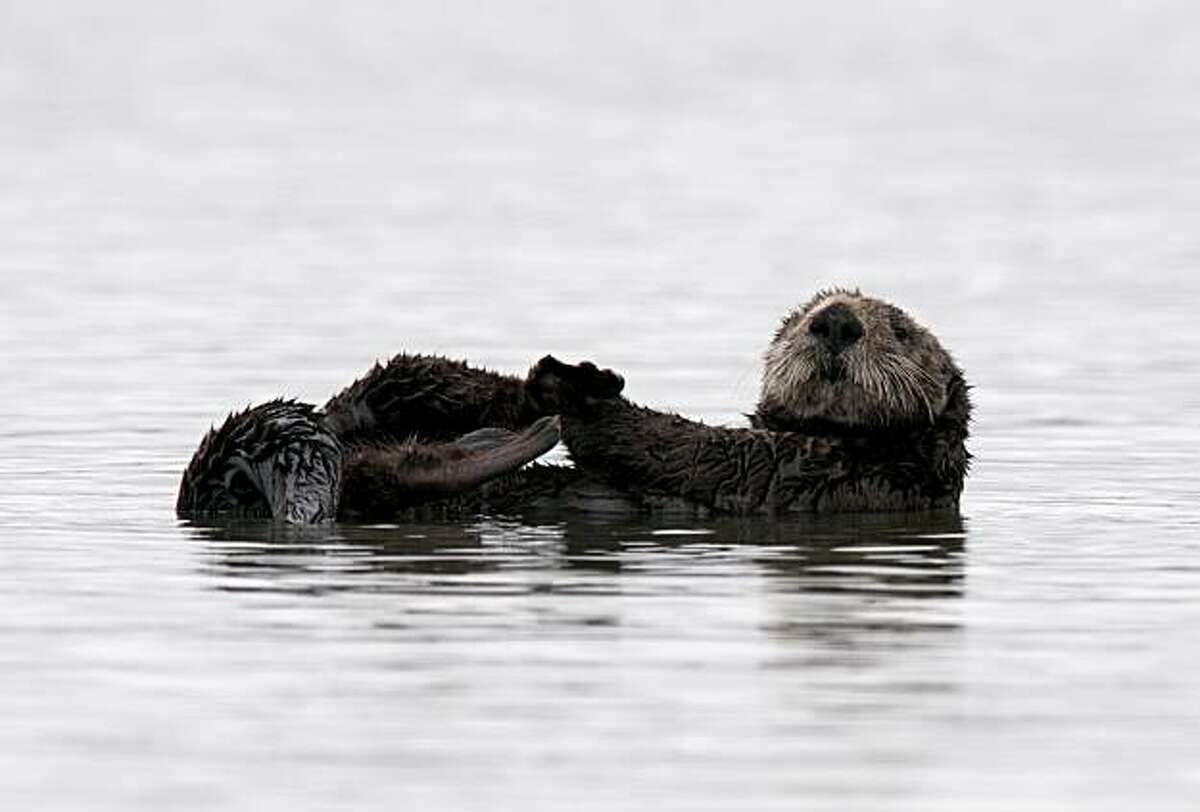A group of 40-50 male sea otters play and relax in the Moss Landing harbor near Monterey, Calif., on Wednesday, August 11, 2010.