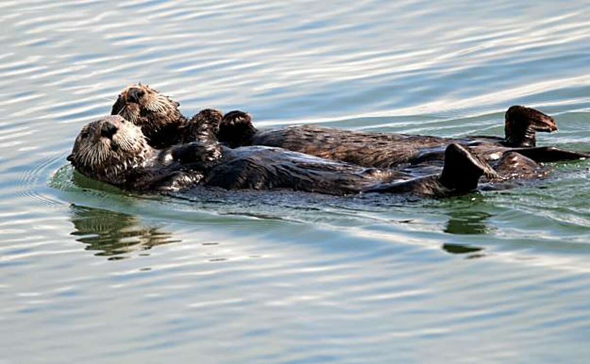Sea otters play and relax in the Moss Landing harbor near Monterey.