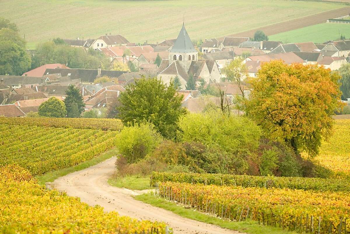 Vineyards in autumn near the Champagne producing town of Avirey Lingey in the Aube region of Champagne in this 2007 photo.