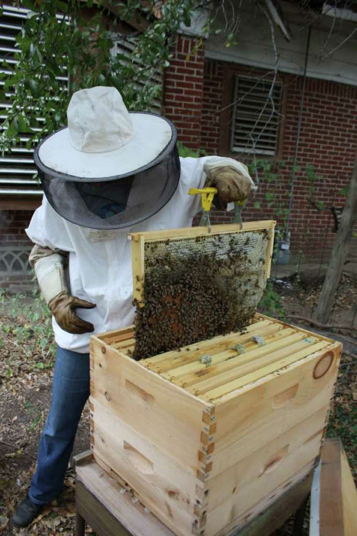 There's a buzz in the air about Honey Project