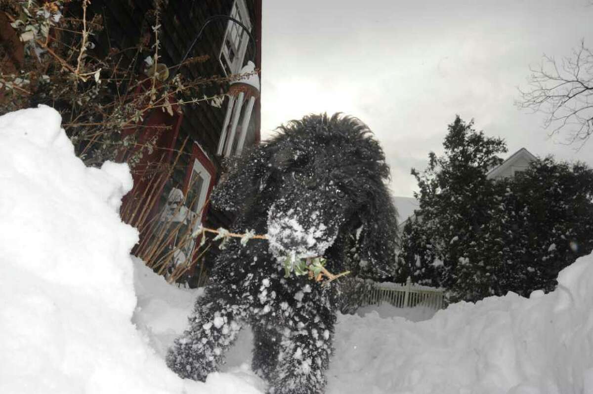 Gandhi, a 3-month-old standard poodle playing in the snow in Norwalk, on Wednesday, Jan. 12, 2011.
