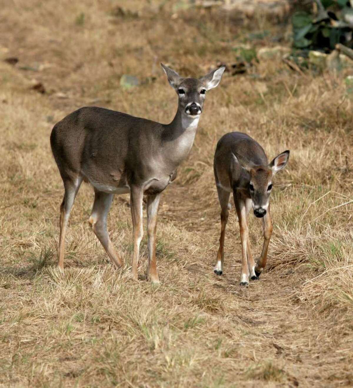 Tompkins Despite record drought, Texas' deer hunting season a hit