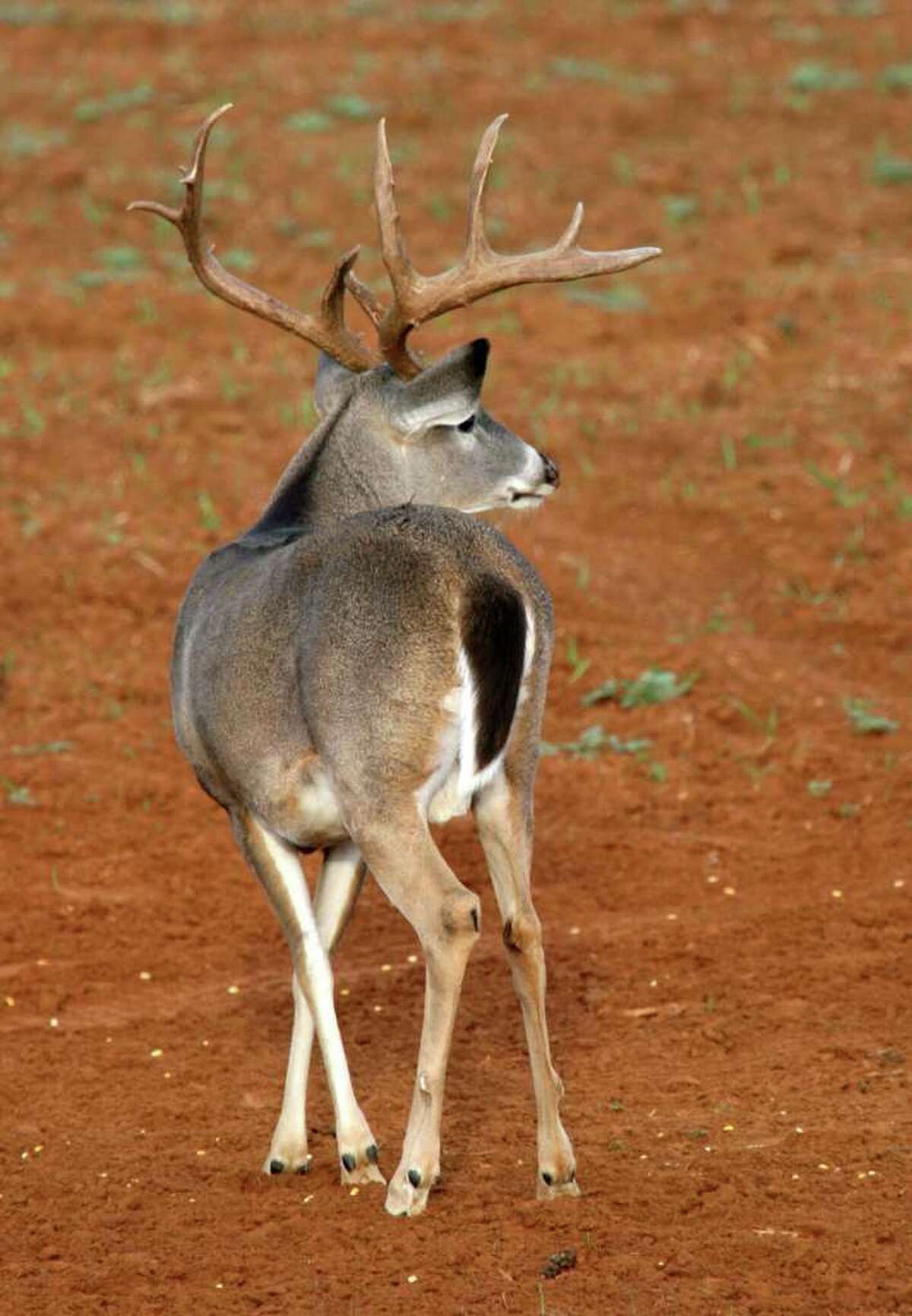 Tompkins Despite record drought, Texas' deer hunting season a hit