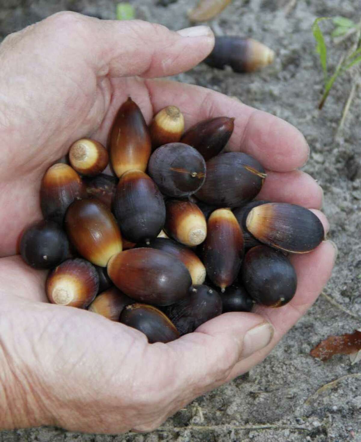 Tompkins Despite record drought, Texas' deer hunting season a hit