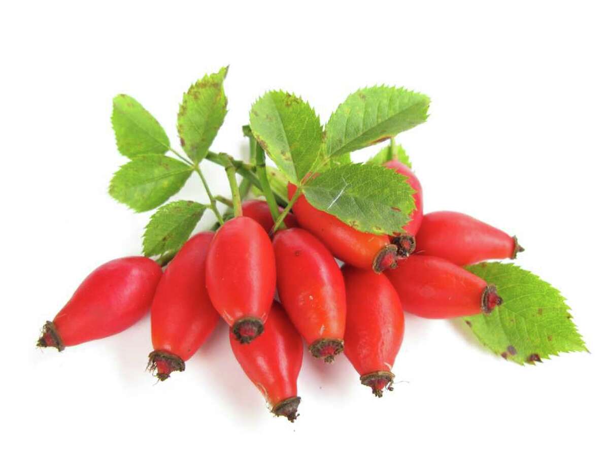 Rose hips brighten the season