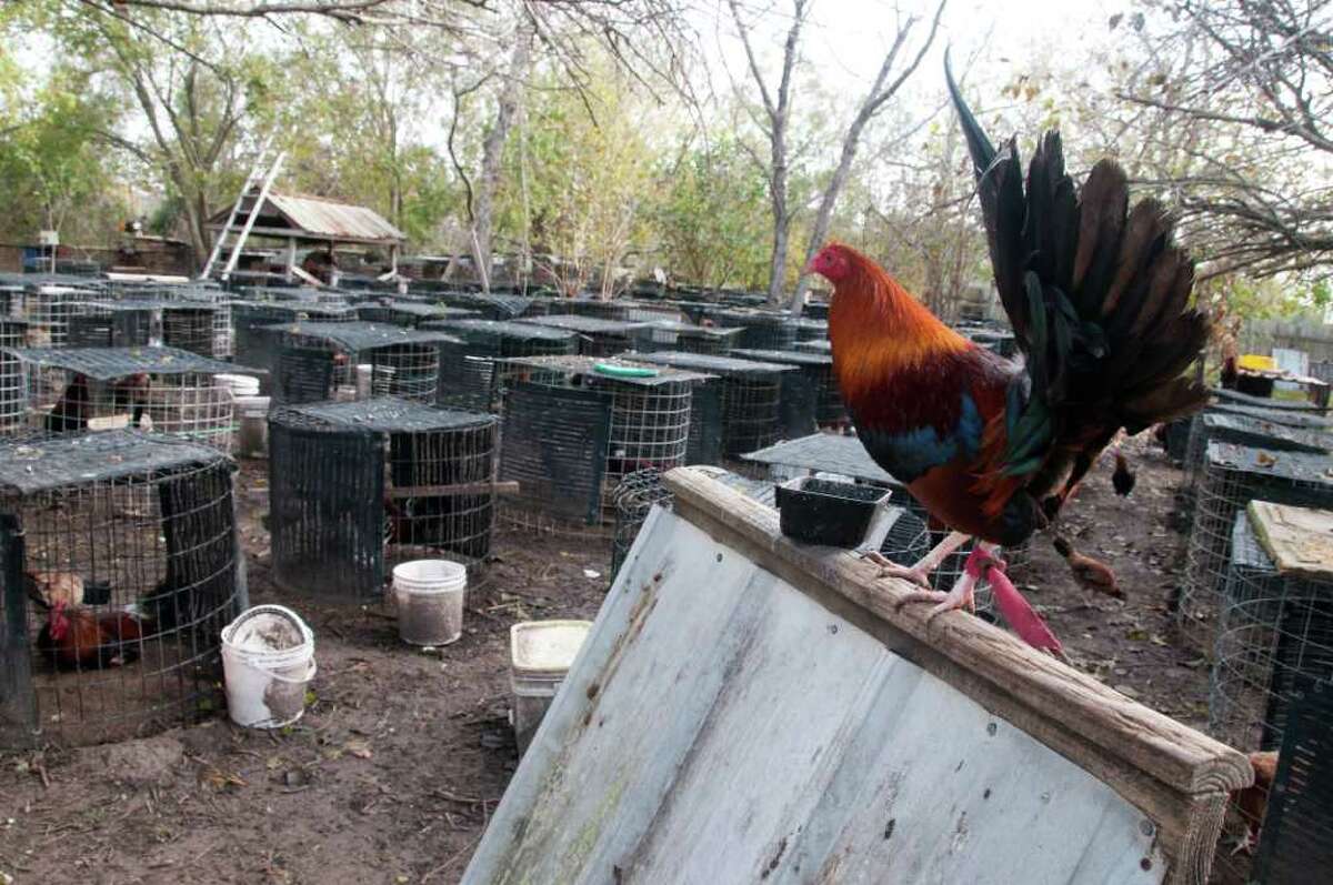 Suspected Cockfighting Raid 