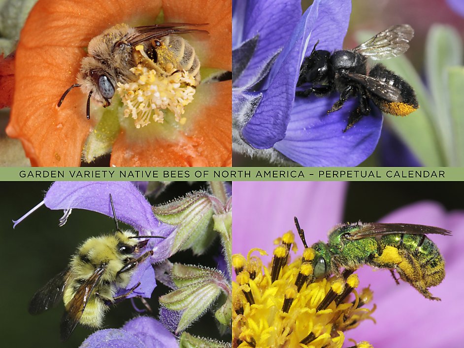 Native Bees of North America calendar