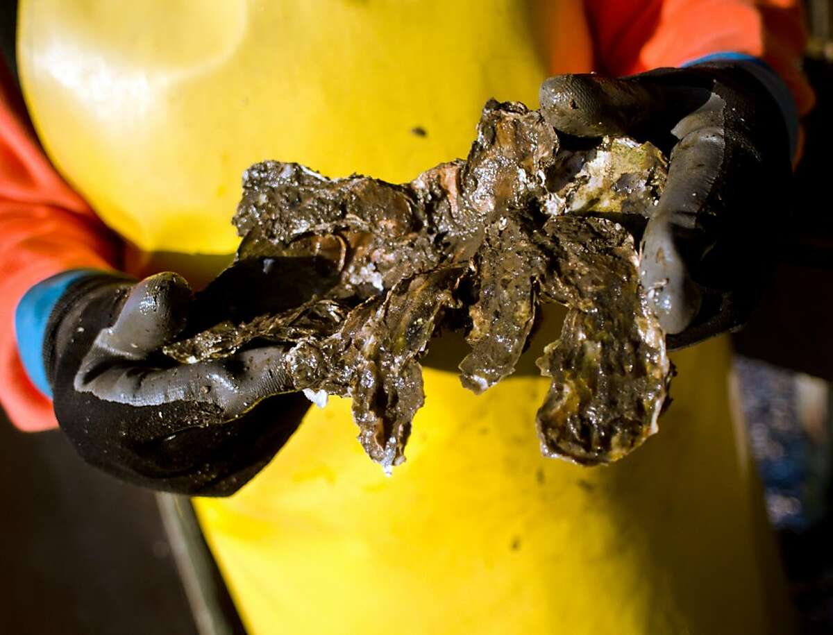 Drakes Estero oyster farm a natural fit