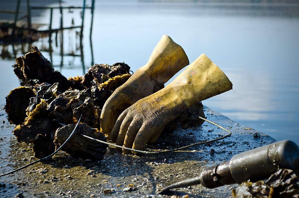 Drakes Estero oyster farm a natural fit