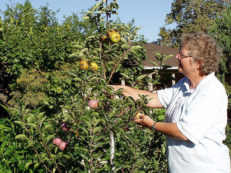 An Easy Method for Grafting Apple Trees – Mother Earth News