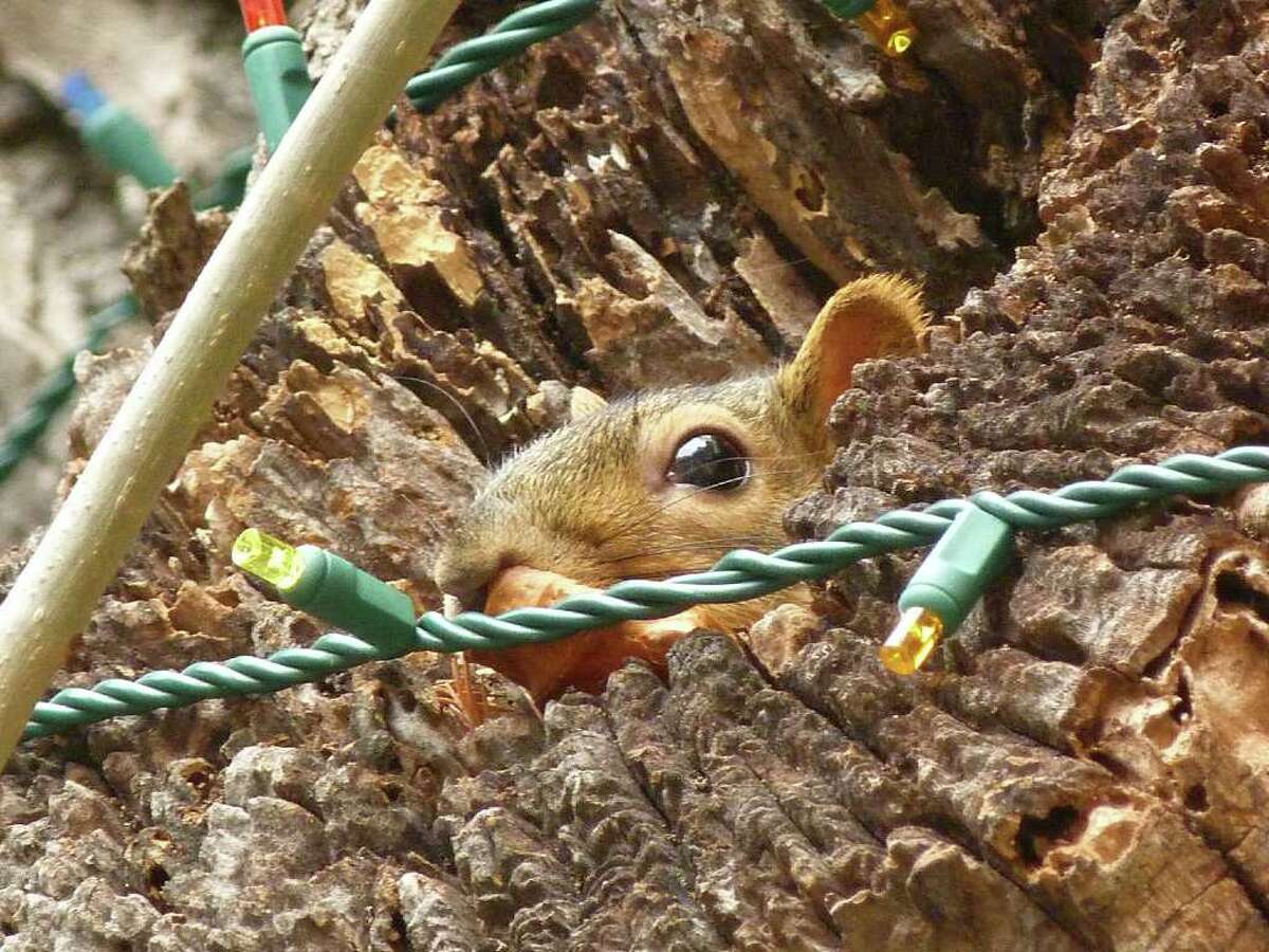 A squirrely reason lights go on blink