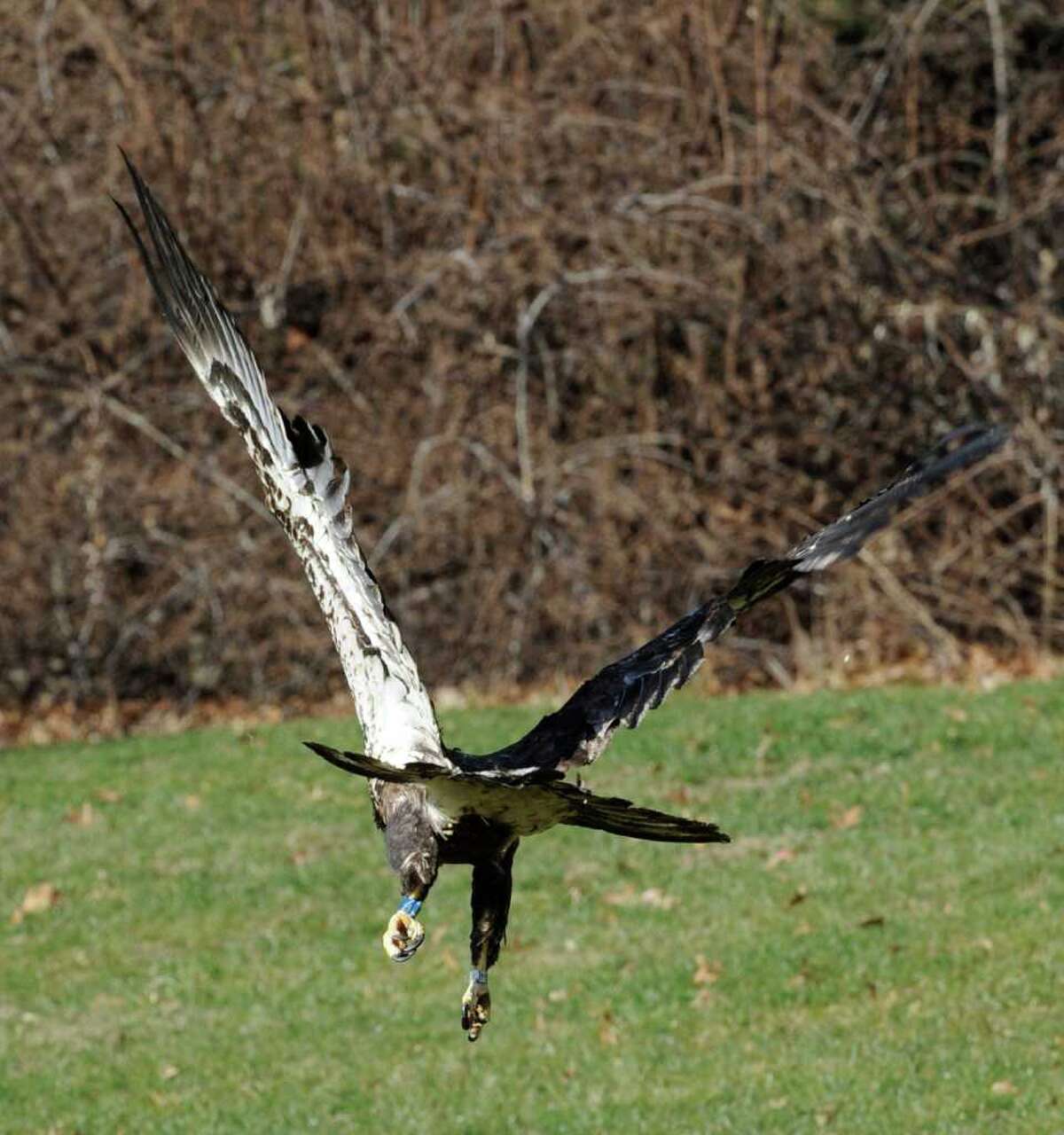 Spirit the bald eagle flies again on wings, prayers
