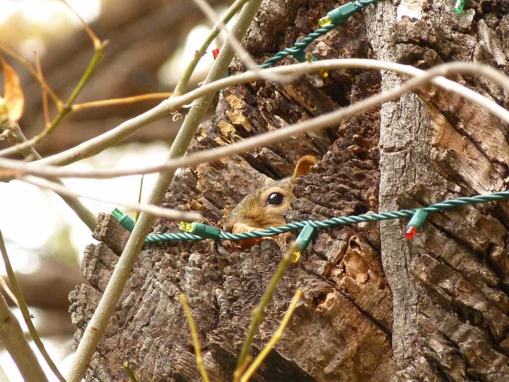 Squirrels chewing on River Walk lights